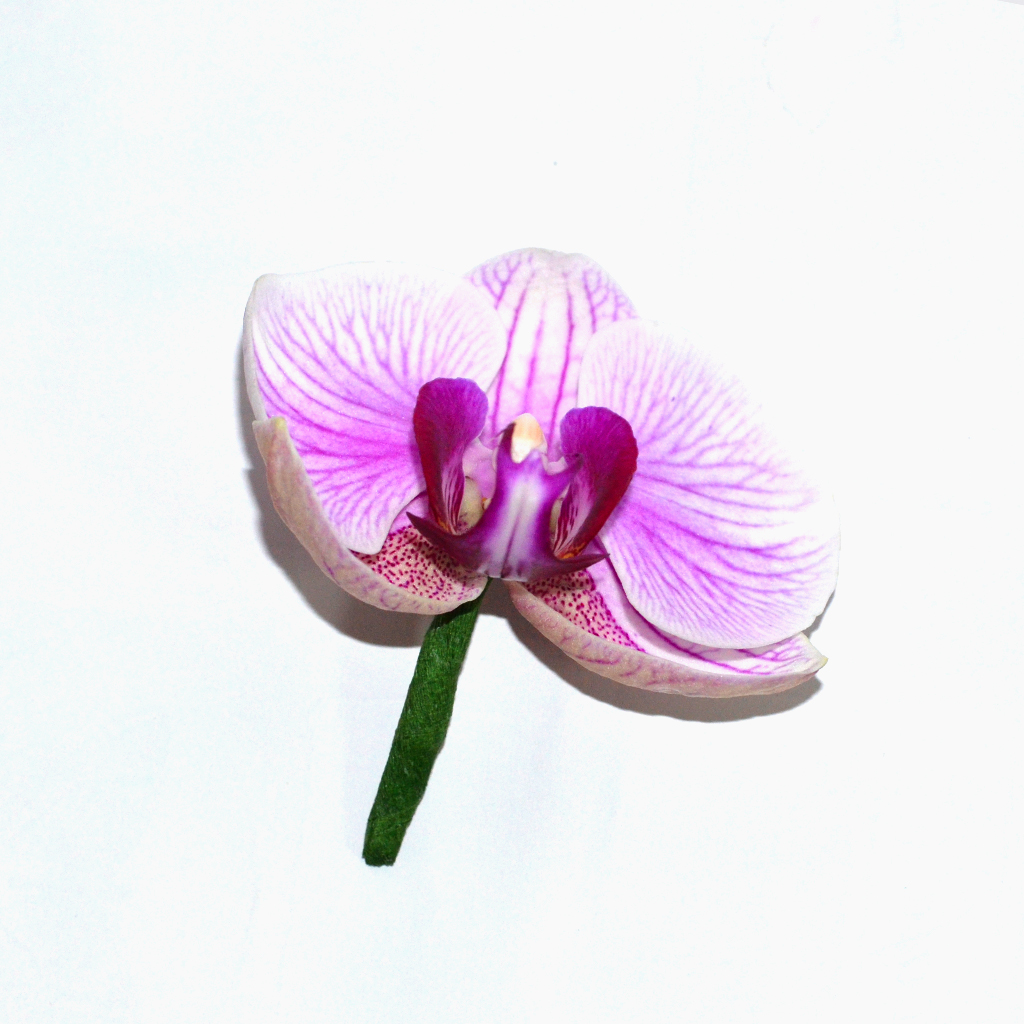 Cocarde din phalaenopsis