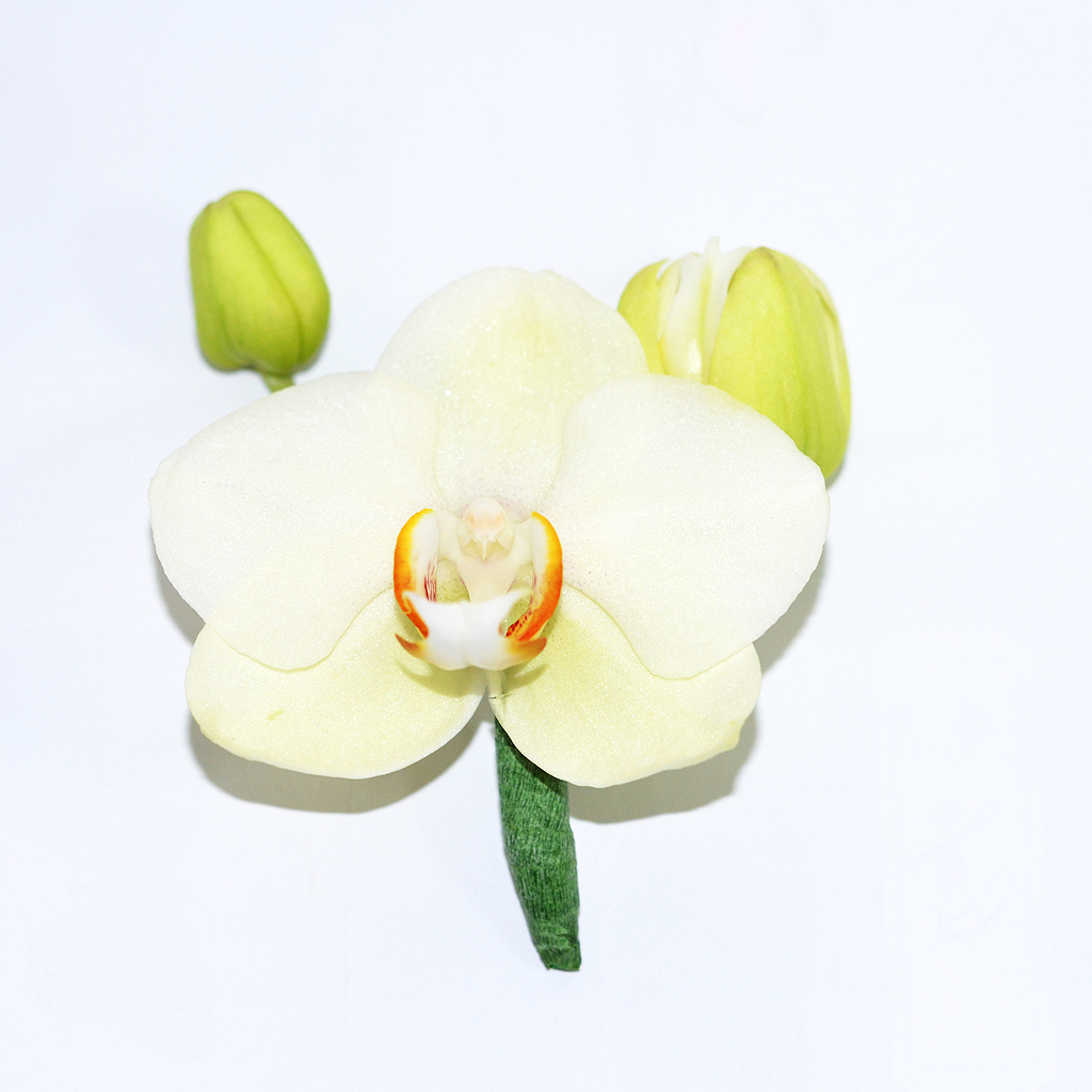Cocarde din phalaenopsis alb